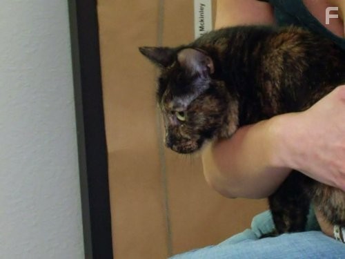 My Cat from Hell (2011)