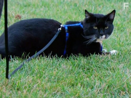 My Cat from Hell (2011)