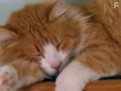 My Cat from Hell (2011)