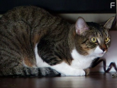 My Cat from Hell (2011)