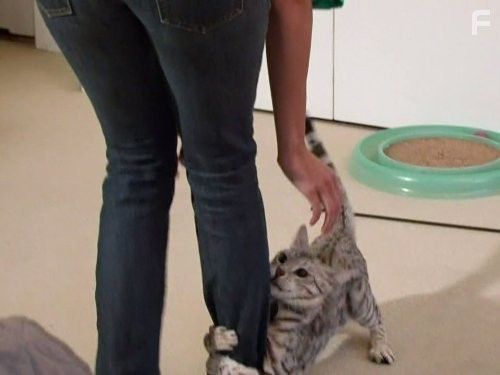 My Cat from Hell (2011)