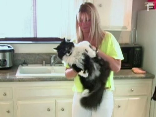 My Cat from Hell (2011)