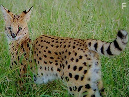 The Secret Creatures of Jao (2009)