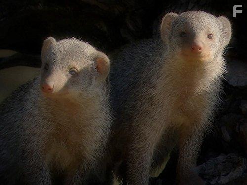 The Secret Creatures of Jao (2009)