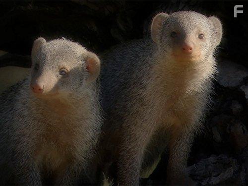 The Secret Creatures of Jao (2009)