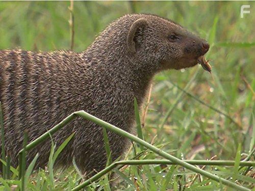 The Secret Creatures of Jao (2009)