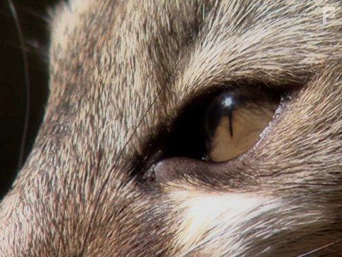 The Secret Creatures of Jao (2009)