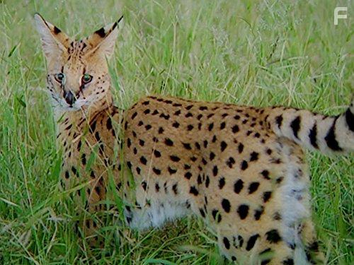 The Secret Creatures of Jao (2009)