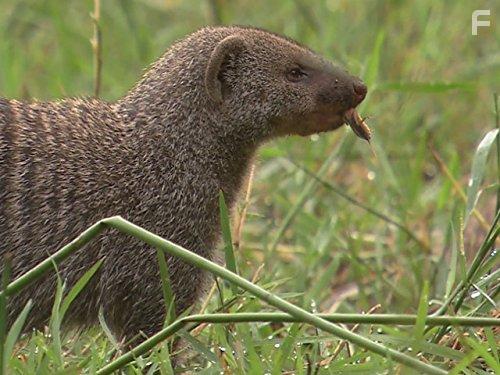 The Secret Creatures of Jao (2009)