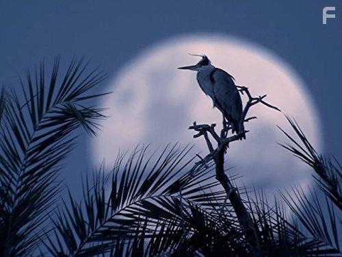 The Secret Creatures of Jao (2009)