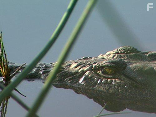 The Secret Creatures of Jao (2009)