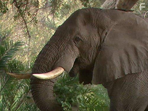 The Secret Creatures of Jao (2009)