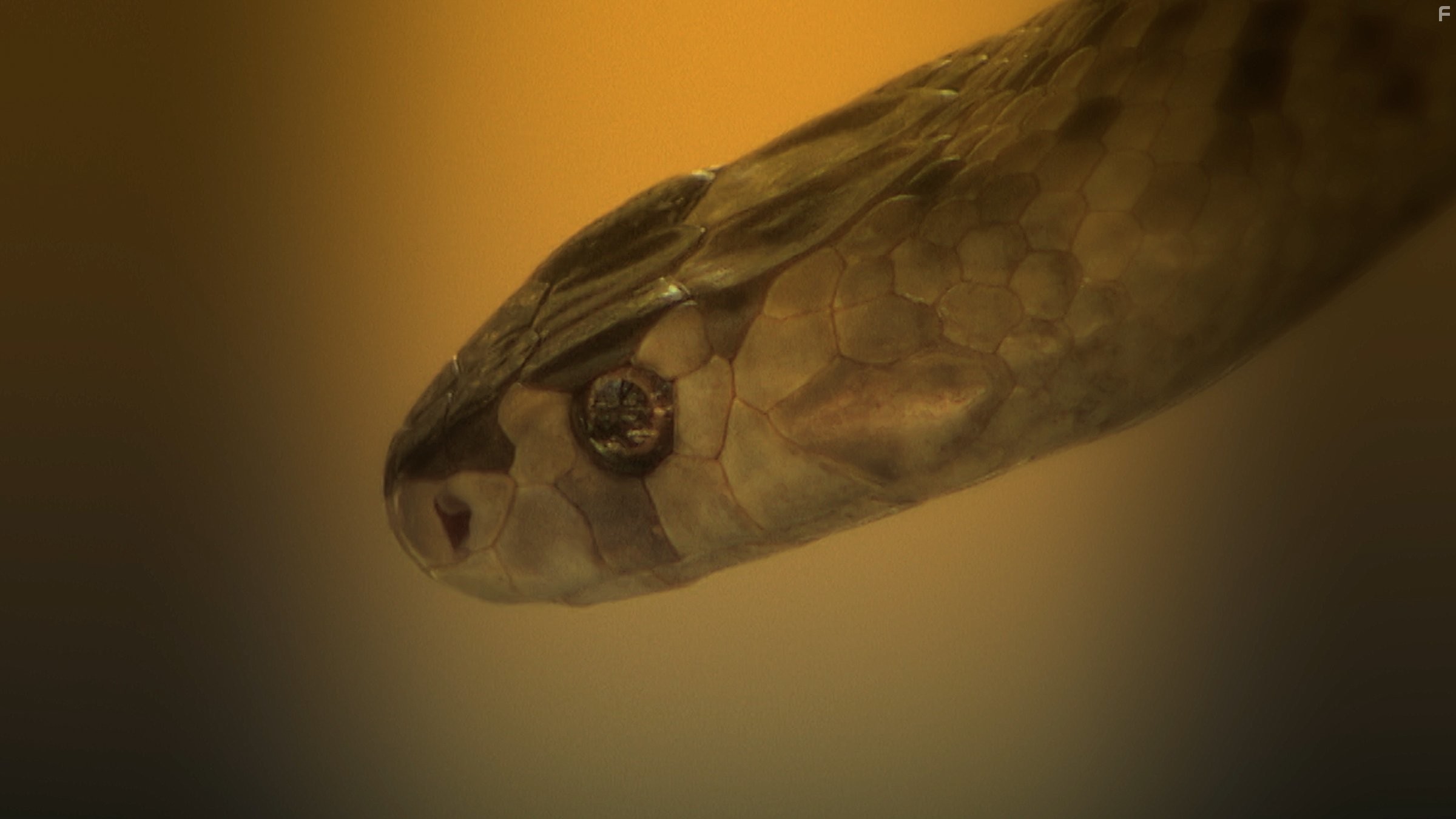 72 Dangerous Animals: Australia (2014)