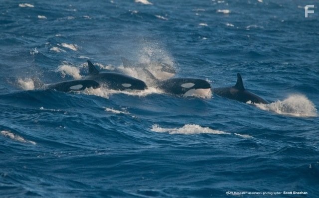 В поисках морского суперхищника