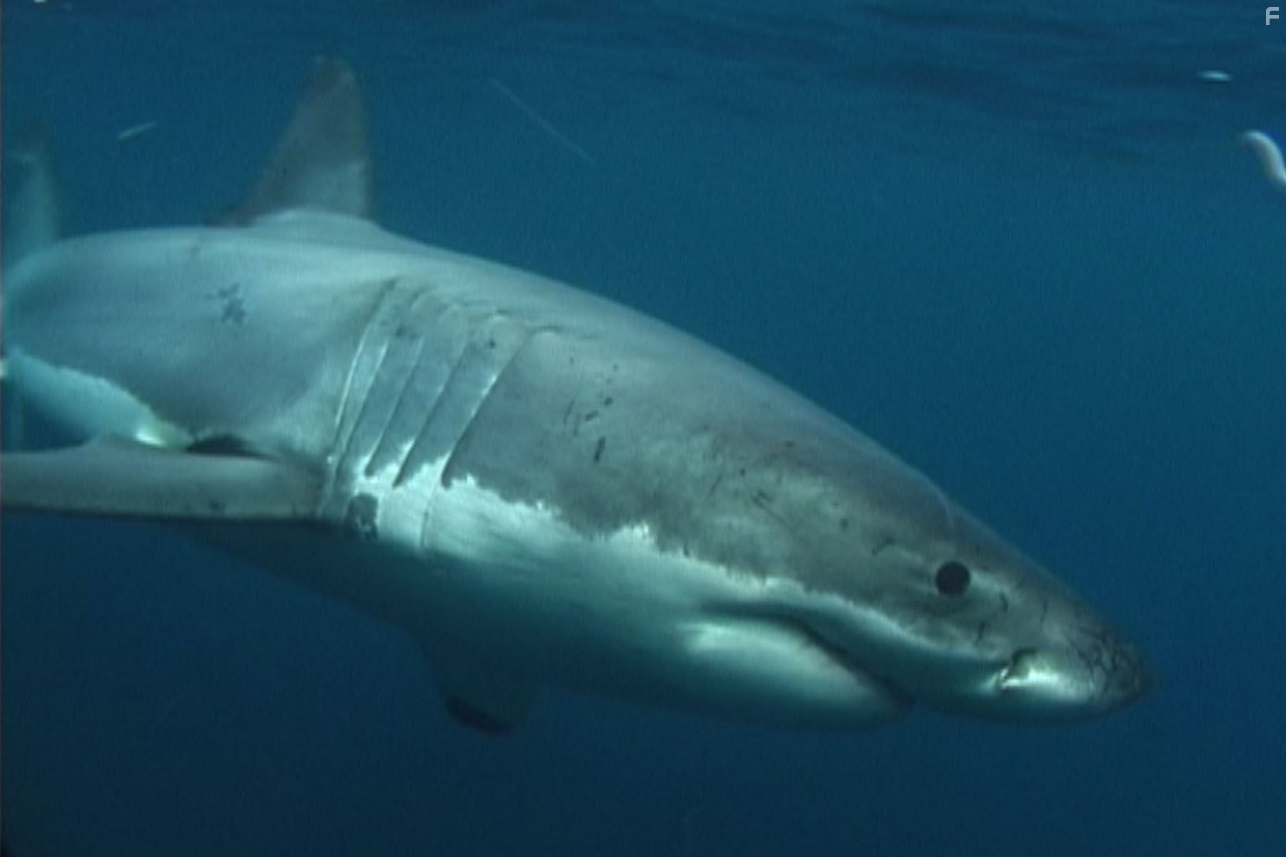 The Search for the Ocean's Super Predator (2013)