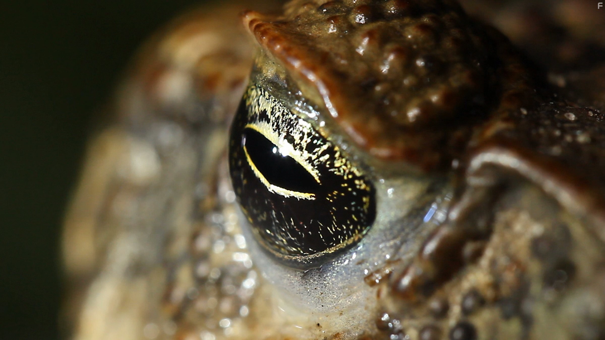 72 Dangerous Animals: Australia (2014)