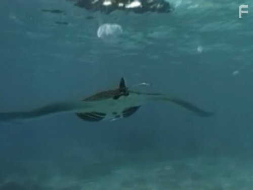 The Future Is Wild (2003)