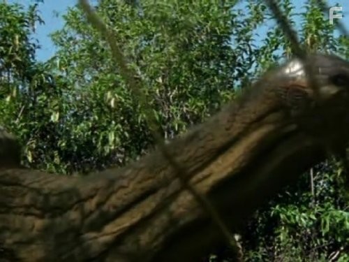 The Future Is Wild (2003)