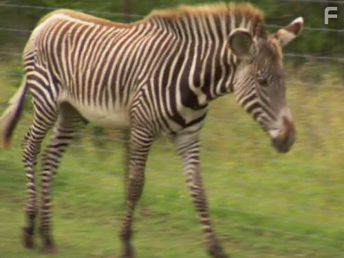 Call of the Wildman (2011)