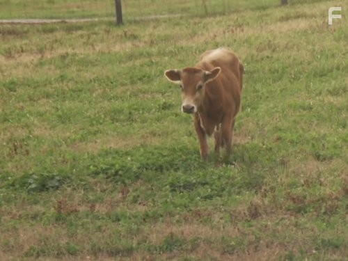 Call of the Wildman (2011)