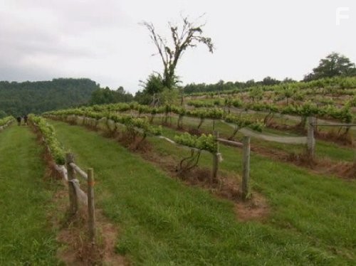 Call of the Wildman (2011)