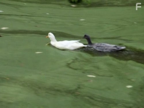 Call of the Wildman (2011)