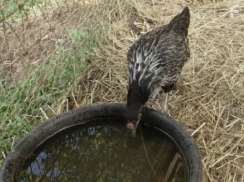 Call of the Wildman (2011)