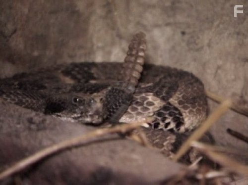 Call of the Wildman (2011)