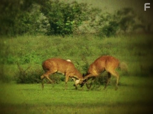 Call of the Wildman (2011)