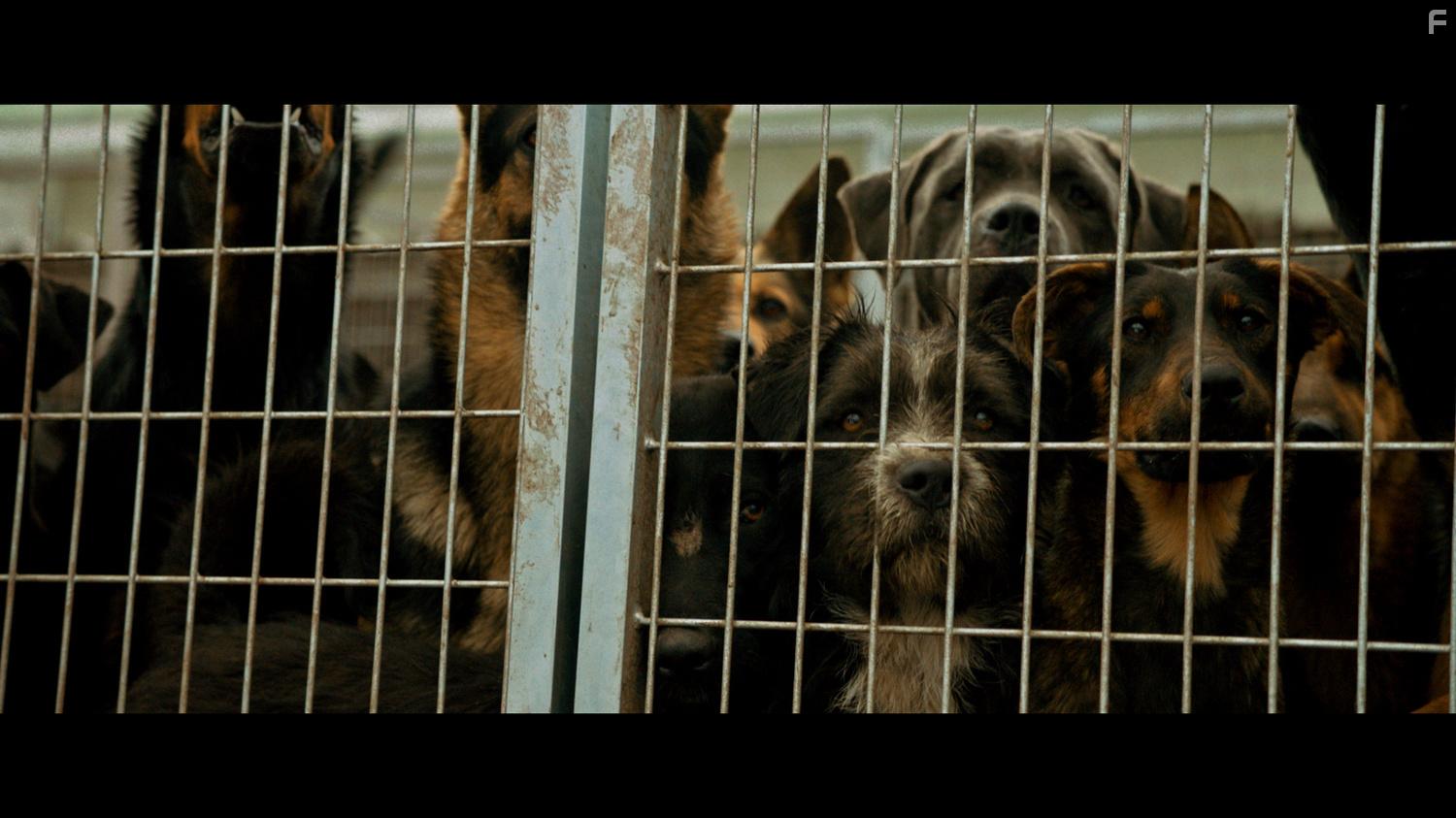 Белый Бог #2