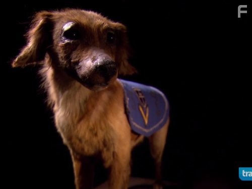 Mysteries at the Museum (2010)