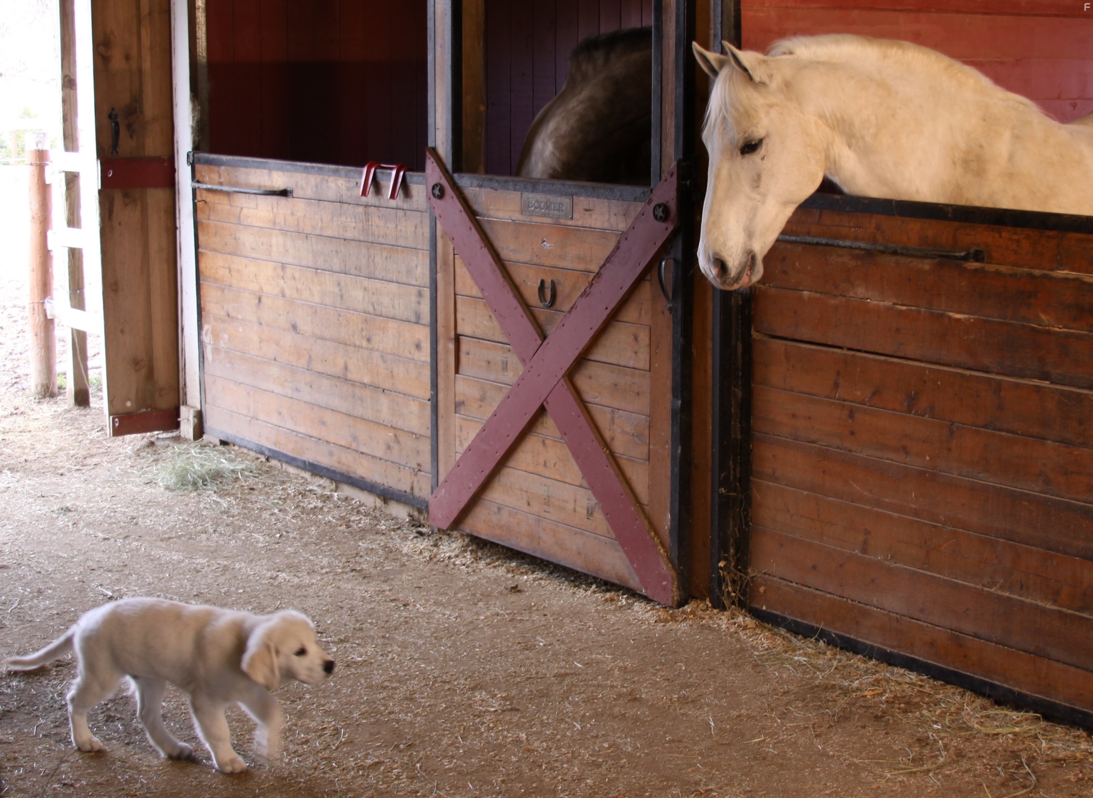 Приключения Бэйли: Потерянный щенок