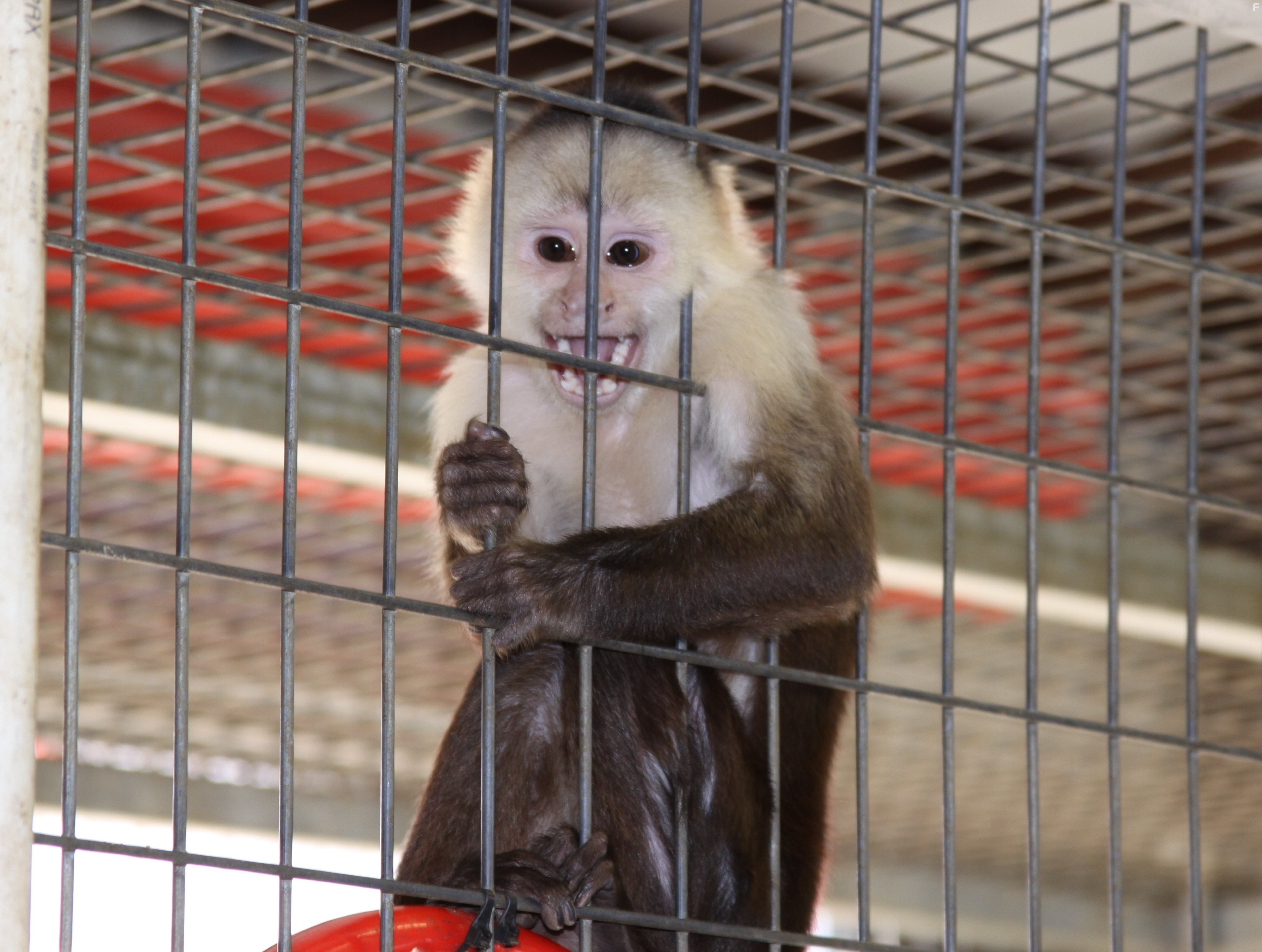 Adventures of Bailey: The Lost Puppy (2010)