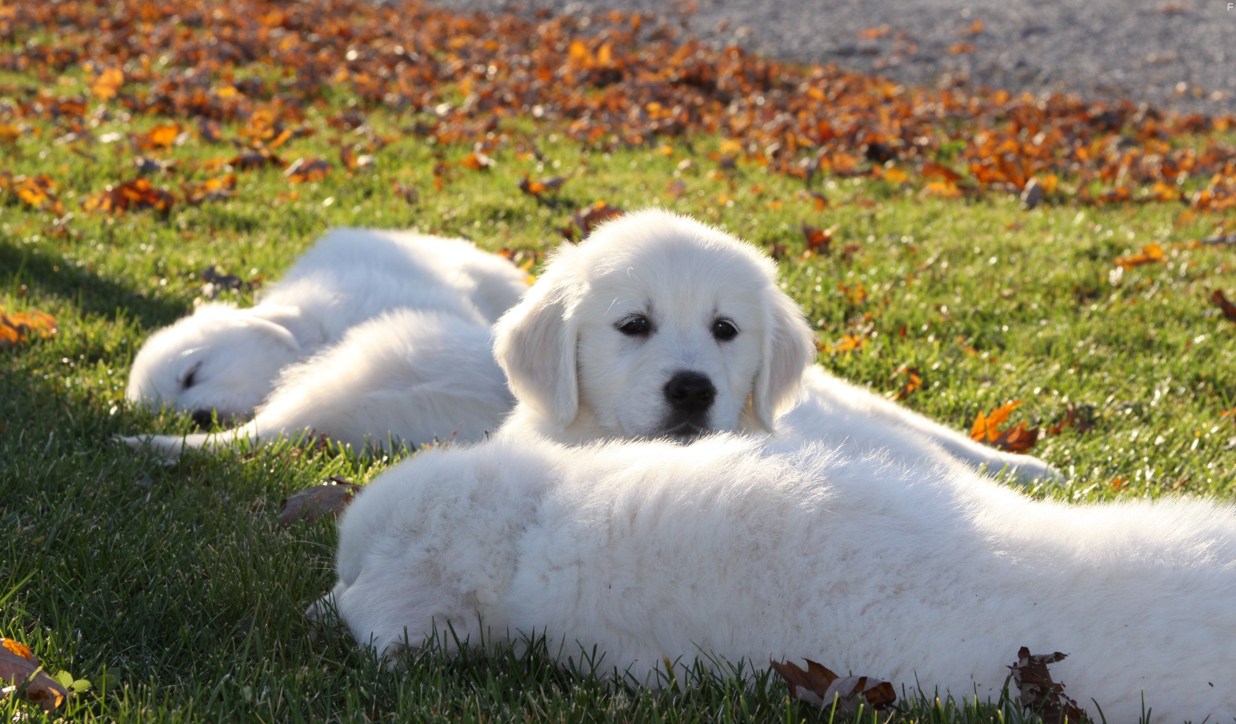 Adventures of Bailey: The Lost Puppy (2010)