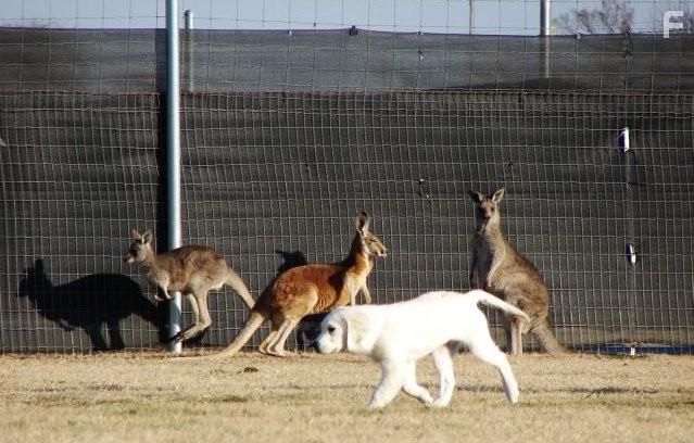 Adventures of Bailey: The Lost Puppy (2010)