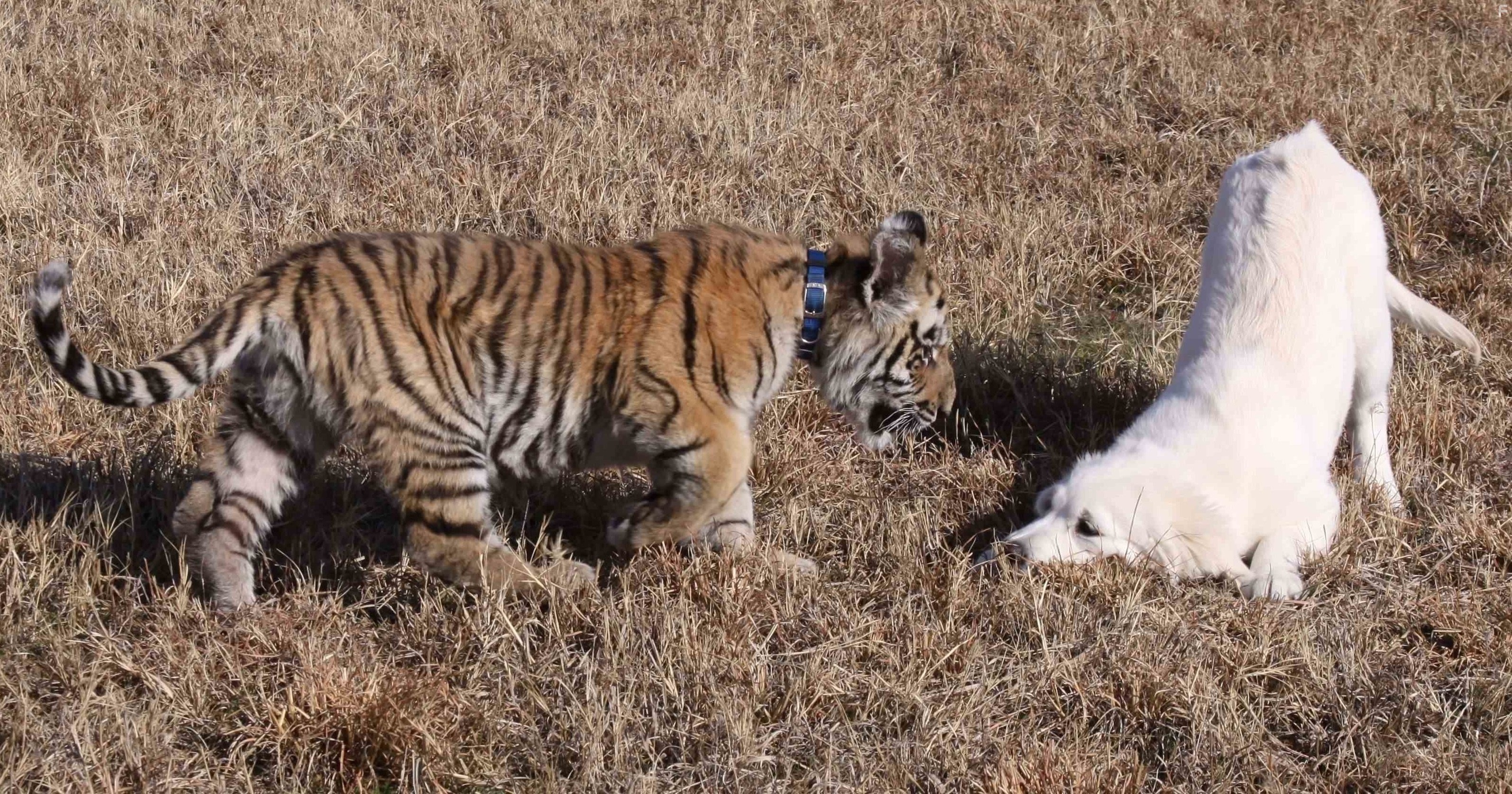 Adventures of Bailey: The Lost Puppy (2010)