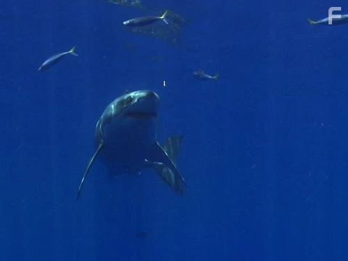 Great Migrations (2010)