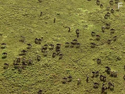 Great Migrations (2010)