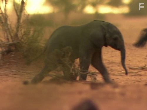 Great Migrations (2010)