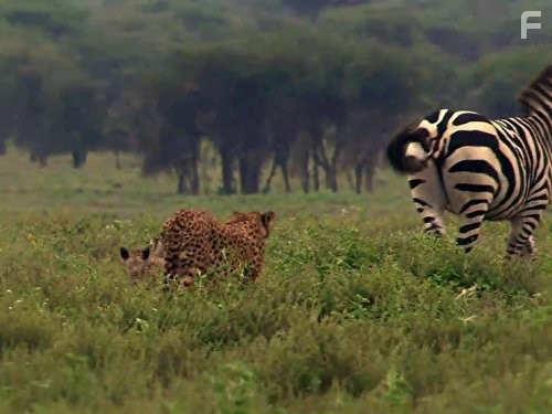 Great Migrations (2010)