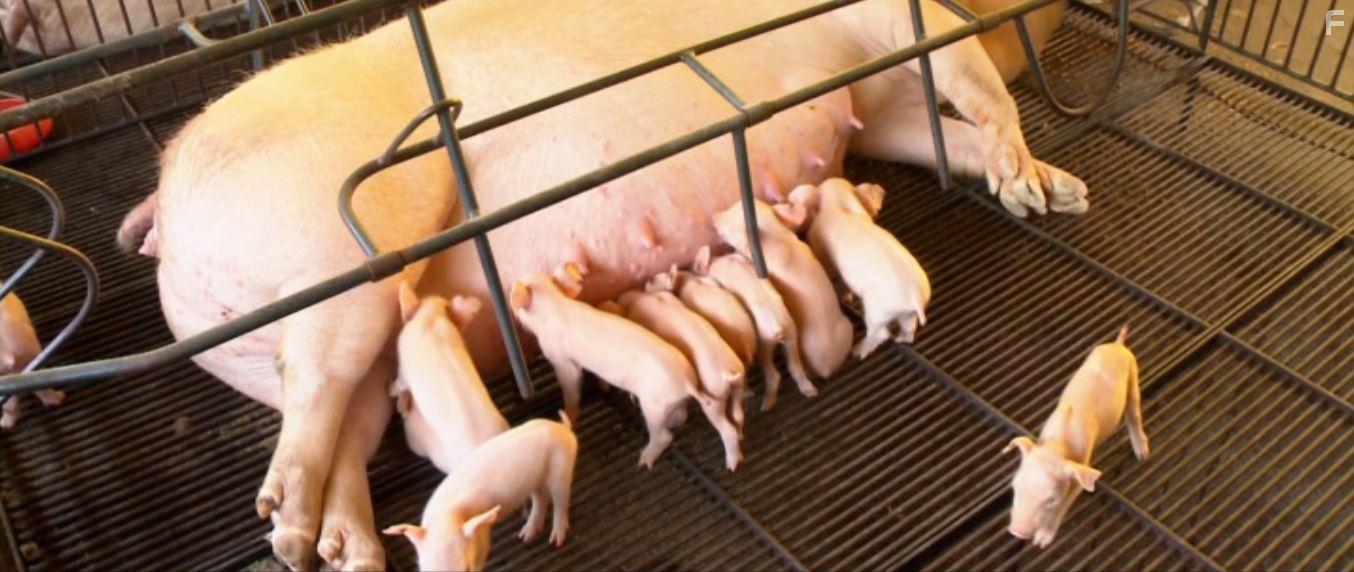 Cowspiracy: The Sustainability Secret (2014)