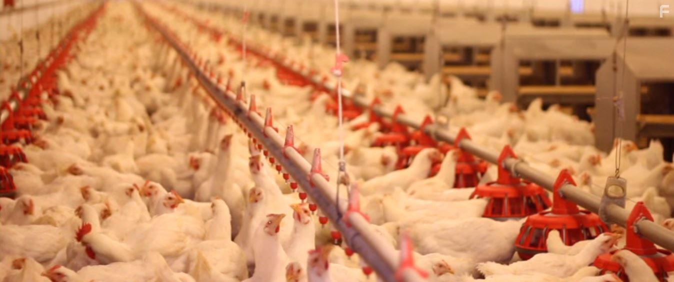 Cowspiracy: The Sustainability Secret (2014)