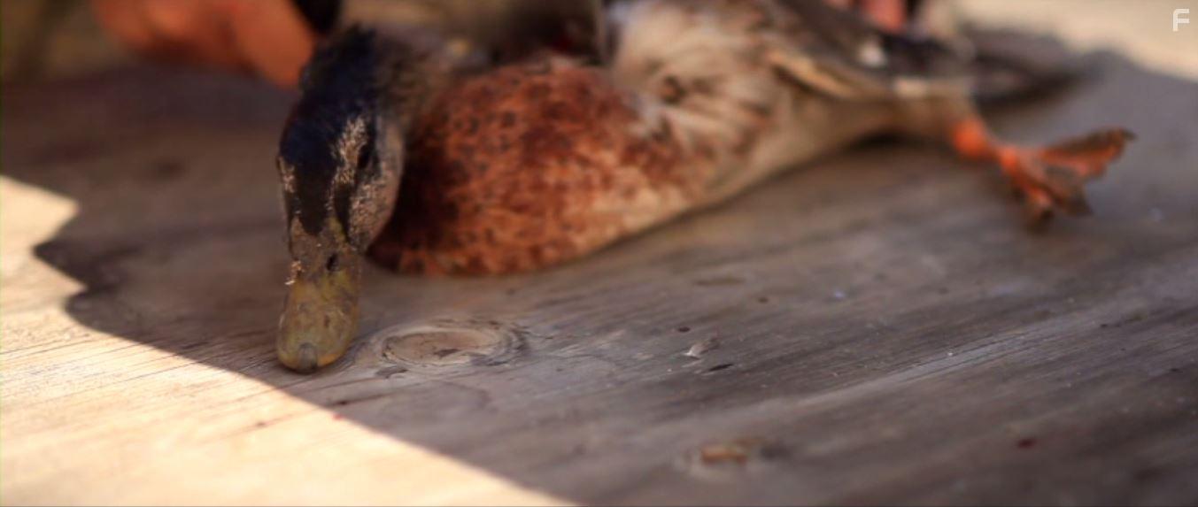 Cowspiracy: The Sustainability Secret (2014)