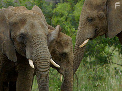 Уникальные способности животных